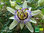 Blaue Passionsblume | Passiflora caerulea | Bioland