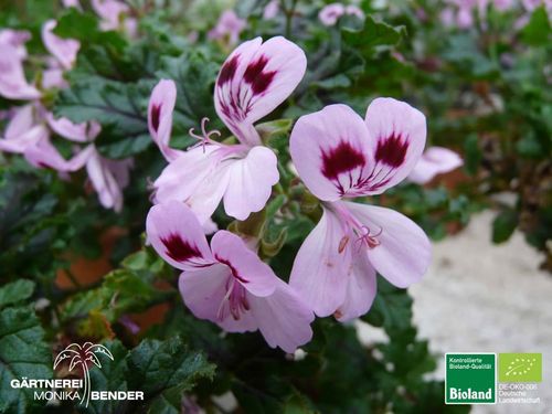 Eichenblättrige Duftpelargonie | Pelargonium quercifolium 'Royal Oak' | Bioland