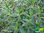 Zimtpfeffer ® | Peperomia inaequalifolia | Bioland