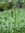 Hirschhornwegerich | Plantago coronopus | Bioland