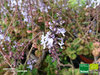 Weihrauchpflanze (Iboza) | Plectranthus ernstii | Bioland