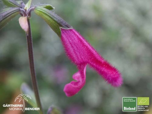 Buchanan Salbei - Buchanan's sage | Salvia buchananii | Bioland