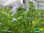 Filigran Salbei | Salvia namaensis | Bioland