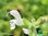 Rasierwasser Salbei | Salvia disermas | Bioland