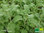 Rasierwasser Salbei | Salvia disermas | Bioland