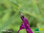 Pfirsich Salbei | Salvia greggii 'Dark Violett' | Bioland