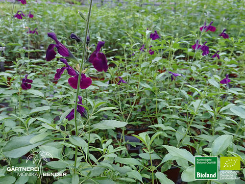 Pfirsich Salbei | Salvia greggii 'Dark Violett' | Bioland
