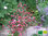 Pfirsich Salbei 'Hot Lips' | Salvia greggii 'Hot Lips' | Bioland
