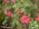 Pfirsich Salbei 'Maraschino' | Salvia greggii 'Maraschino' | Bioland