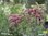 Lanzett Salbei | Salvia lanceolata | Bioland