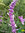 Samt Salbei | Salvia leucantha | Bioland