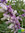 Samt Salbei | Salvia leucantha | Bioland