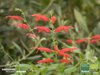 Ananas Salbei | Salvia rutilans | Bioland