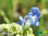 Pfeffer Salbei | Salvia uliginosa | Bioland