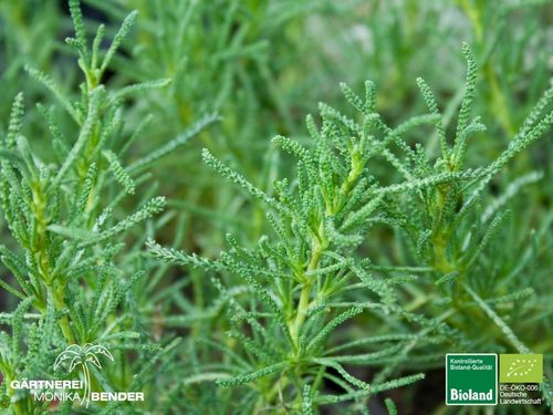 Olivenkraut | Santolina rosmarinifolia ssp. rosmarinifolia | Bioland