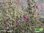 Katzengamander – Katzenthymian | Teucrium marum | Bioland | Pflanze