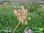 Grüner Zimmerknoblauch | Tulbaghia violacea | Bioland