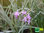 Weißer Zimmerknoblauch | Tulbaghia violacea 'Variegata' | Bioland