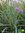 Weißer Zimmerknoblauch | Tulbaghia violacea 'Variegata' | Bioland