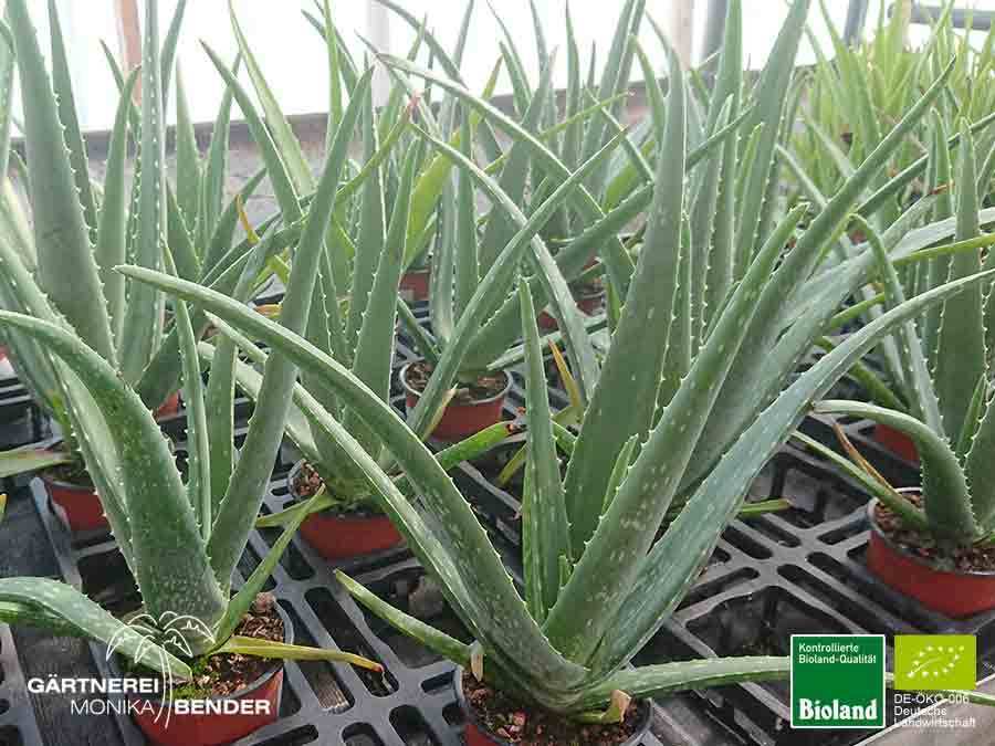 Echte Aloe Vera barbadensis miller Ableger schöne mehr blättrige Aloe Vera 