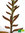Echte Aloe Vera | Aloe barbadensis Mill. | Bioland