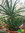 Baumaloe Aloe | Aloe arborescens | Bioland