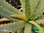 Baumaloe Aloe | Aloe arborescens | Bioland