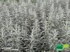 Rosmarin winterhart |  Salvia rosmarinus syn. Rosmarinus officinalis 'Arp' | Bioland