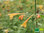 Orangen Duftnessel | Agastache aurantiaca | Bioland