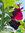 Schwarze Stockrose | Aleca / Althaea rosea var nigra | Bioland