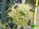 Winterheckenzwiebel | Allium fistulosum 'Winterhecke' | Bioland