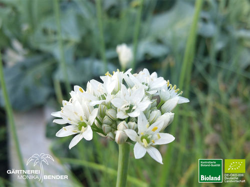 Duftblütenknoblauch | Allium ramosum | Bioland
