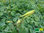 Akelei | Aquilegia chrysantha 'Denver Gold' | Bioland