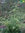 Einjähriger Beifuß | Artemisia annua | Bio Pflanze im 12 cm Topf | Bioland