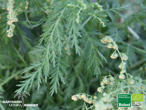 Einjähriger Beifuß | Artemisia annua | Pflanze | Bioland | Versand ab 03.04.2023