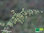 Einjähriger Beifuß | Artemisia annua | Bio Pflanze im 12 cm Topf | Bioland