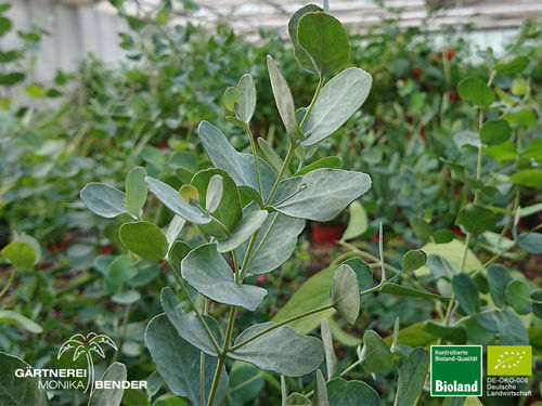 Eukalyptus | Eucalyptus gunnii 'Silbertropfen' | Bioland