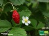 Monats-Erdbeere rot | Fragaria vesca var. Semper. 'Alexandria' | Bioland