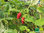 Monats-Erdbeere rot | Fragaria vesca var. Semper. 'Alexandria' | Bioland