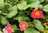 Aroma Erdbeere rotfruchtig und rotblütig | Fragaria x ananassa 'immertragend' | Bioland