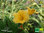 Taglilie | Hemerocallis x hybrida 'Mini Stella' | Bioland