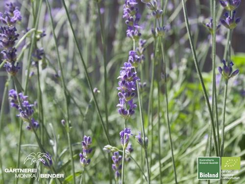Garten-Gewürz Lavendel | Lavandula angustifolia  'Siesta' | Bioland