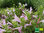 Mexikanischer Oregano | Poliomintha longiflora | Bioland