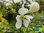 Winterharte Bitterorange | Poncirus trifoliata | Bioland (1l Topf, 2 jährig)
