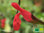 Wimpern Salbei | Salvia blepharophylla | Bioland