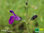 Sierra Madre Salbei | Salvia coahuilensis | Bioland