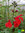 Pfirsich Salbei | Salvia greggii 'Scarlet' | Bioland