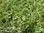 Kleiner Gewürzthymian | Thymus vulgaris 'Faustini' | Bioland