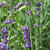 Garten-Gewürz Lavendel