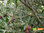 Mini Olivenbäumchen mit knorrigem Stamm | Olea europaea | Demeter